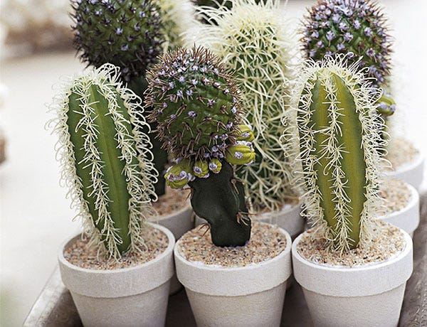 Cactus: los menos sedientos. Cómo cuidarlos Cactus-ficha-tecnica-1528360991