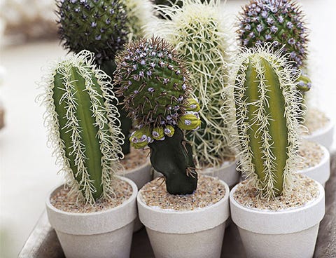 Cactus: cuidados y trucos - Tipos de Cactus - Cactus ...