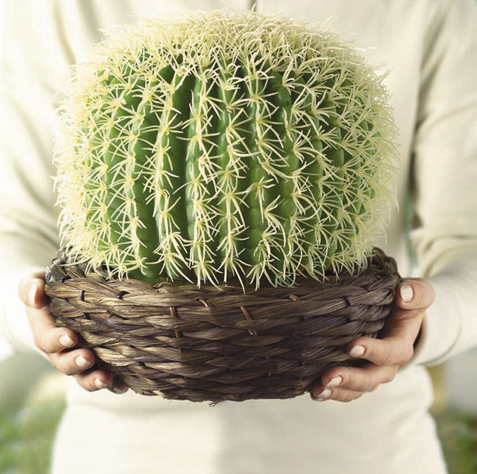grupo Censo nacional igualdad Cómo cuidar los cactus: características, variedades y riego