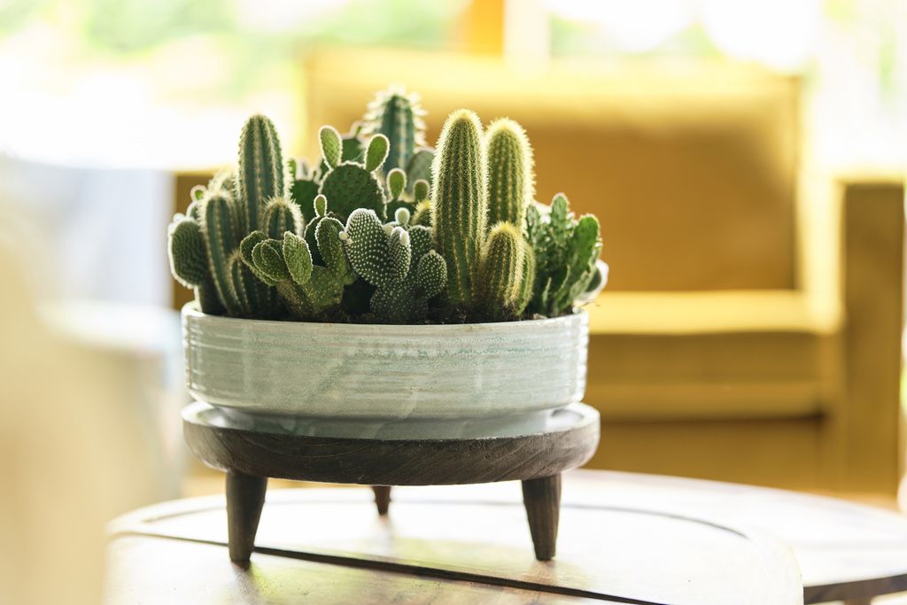 types of indoor cactus plants