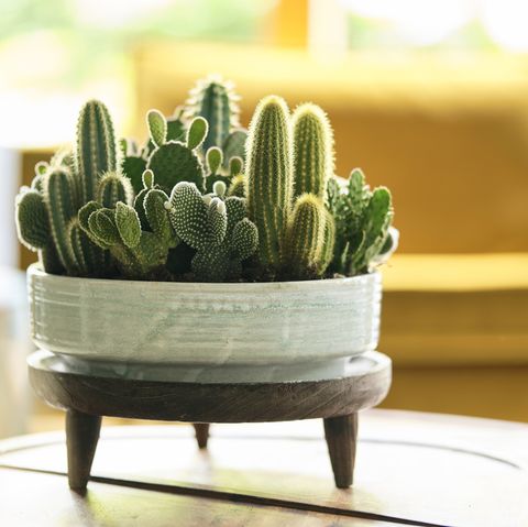 Cactus - 13 Things To Know About Cactus Plants (Cacti)