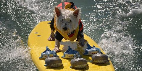64 cagnolini sul surf: non è che stiamo tornando al circo?
