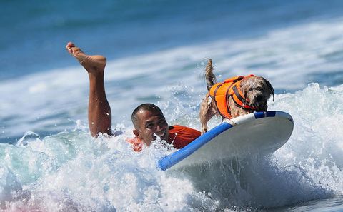 Cagnolini sul surf ad Huntington beach, California.Getty Images