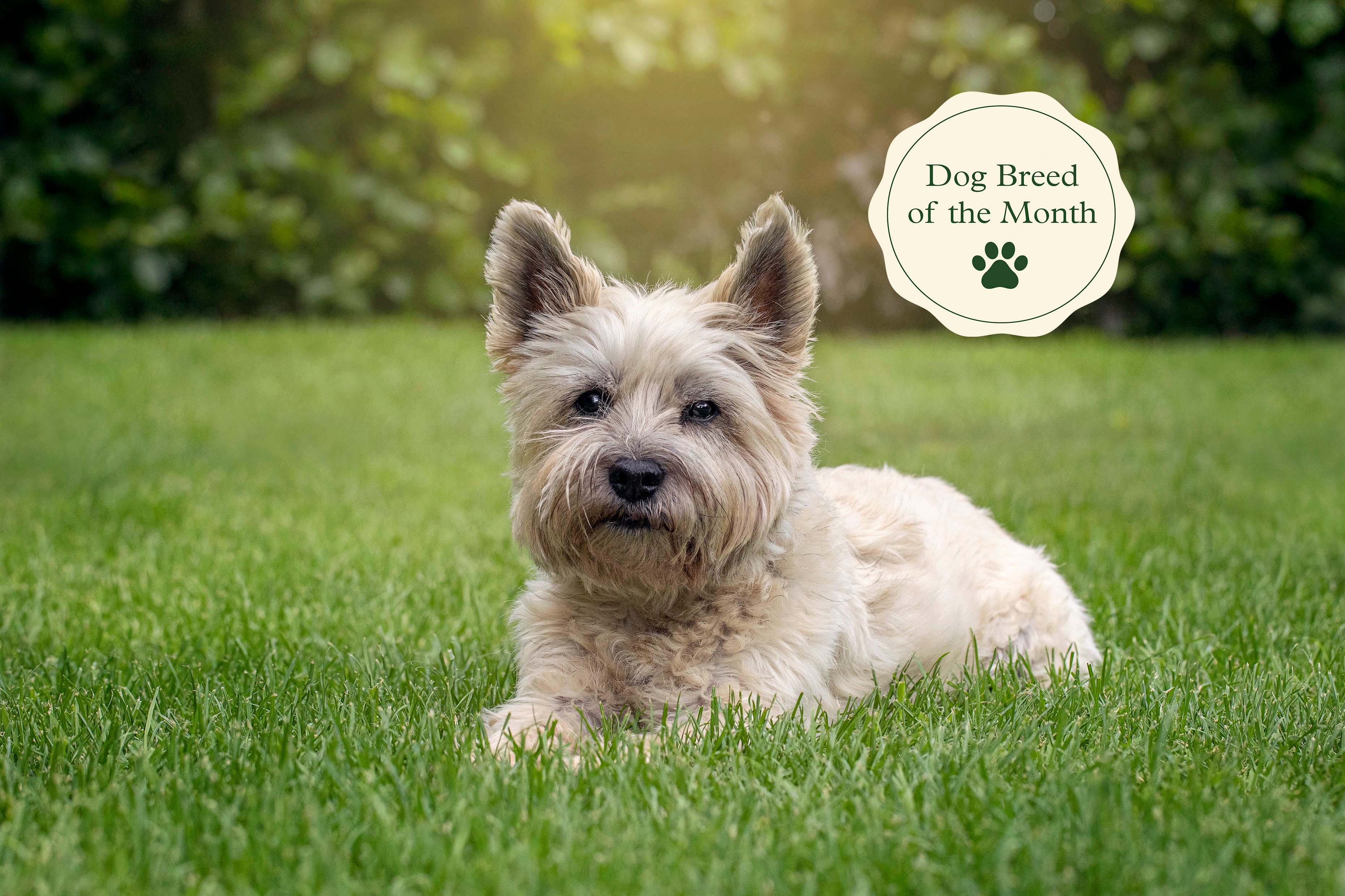 what is a terrier bred for