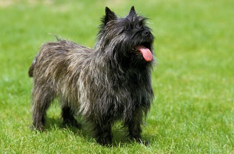 cairn terrier dog standing on lawn