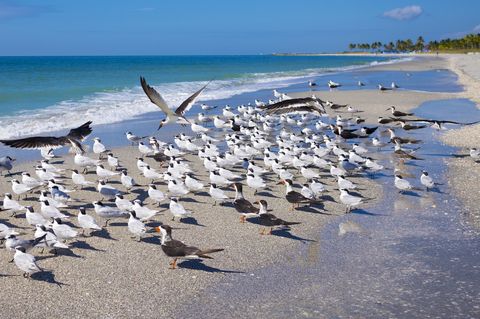 Royal Terns on Captiva Island, Florida, USA