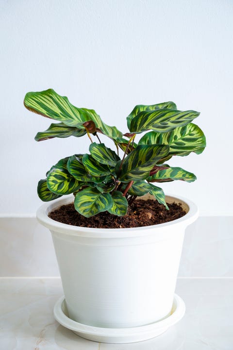 25 Best Indoor Plants - Low Maintenance Indoor Plants to Grow