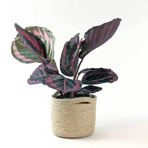 calathea roseopicta 'dottie'