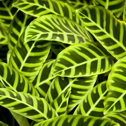 iš arti calathea zebrina augalų lapų masės