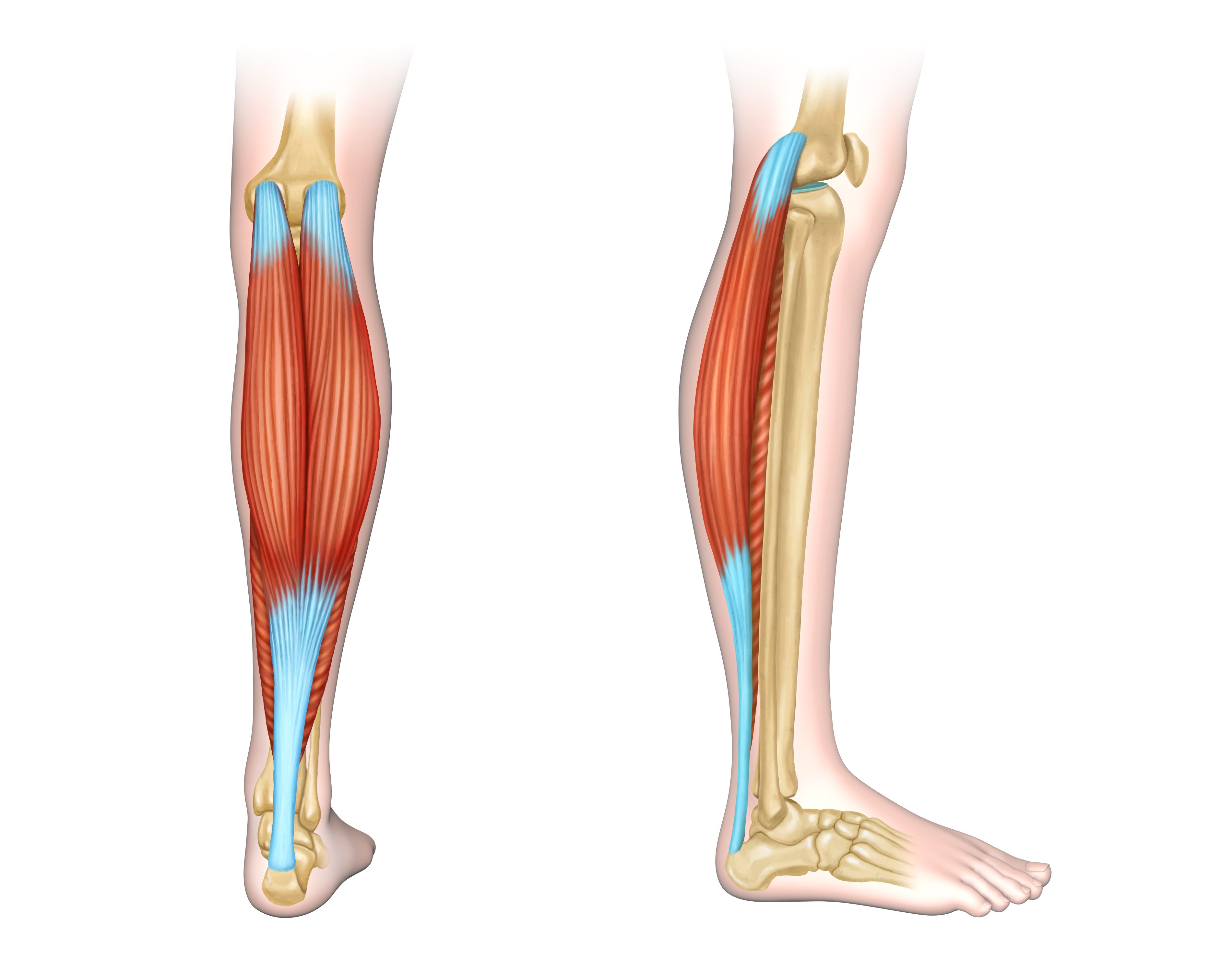 build calf muscle