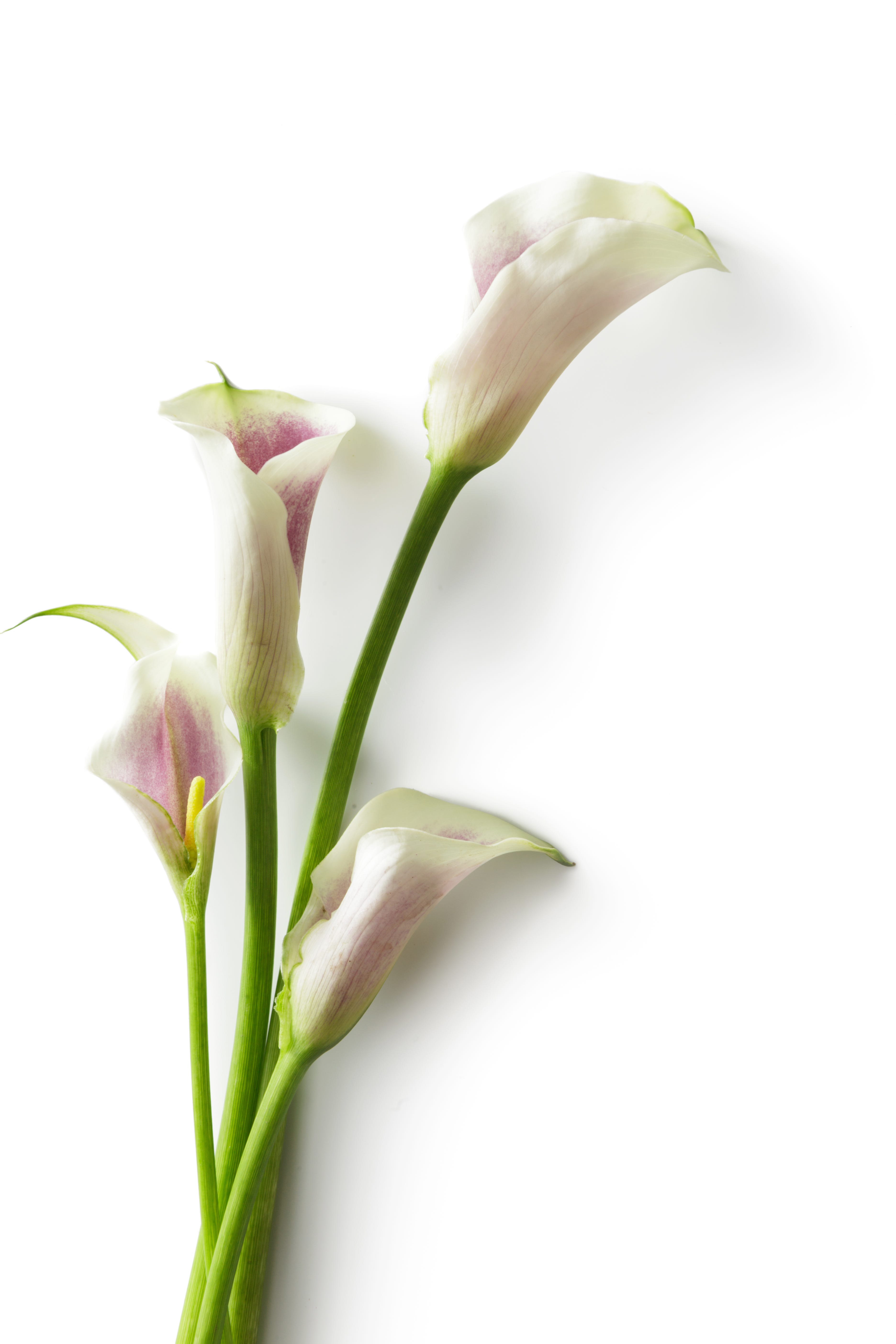 Fleurs : Lys calla isolé sur fond blanc