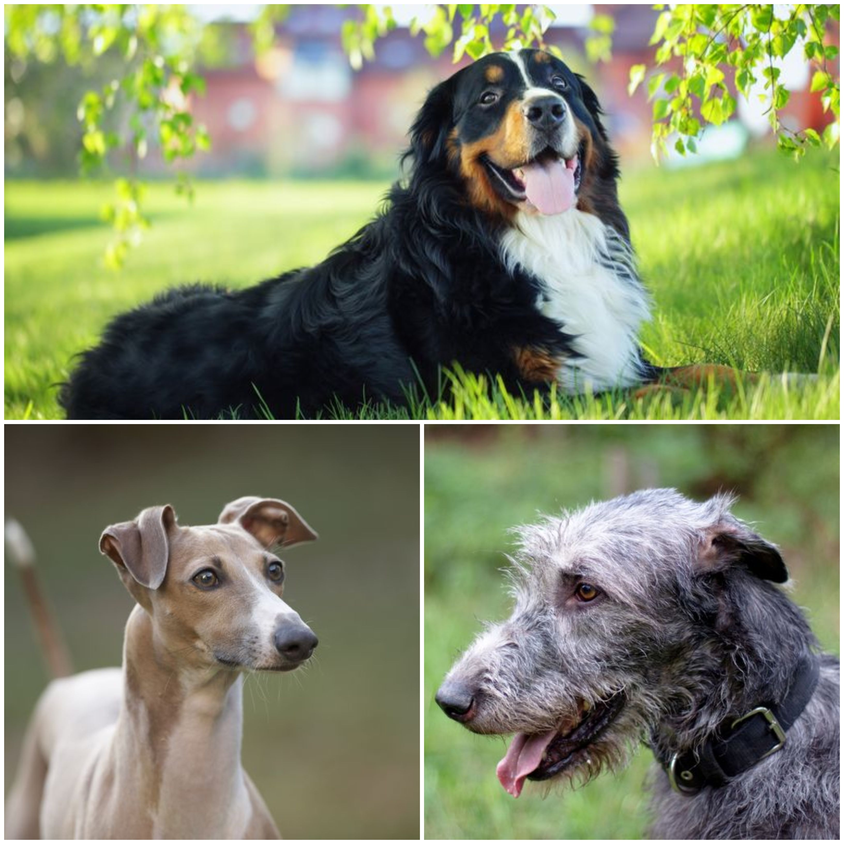 calm relaxed dog breeds