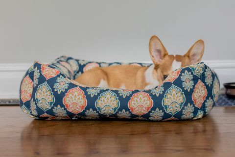 un perro descansando en su cama