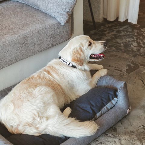 cama para perro de drypets