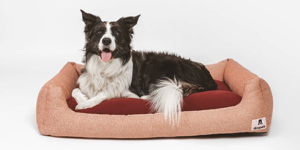 realimentación Acechar Marchito 30 camas para perro bonitas, cómodas y originales