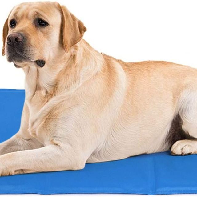 colchoneta o cama refrigerada impermeable para perros o masctoas