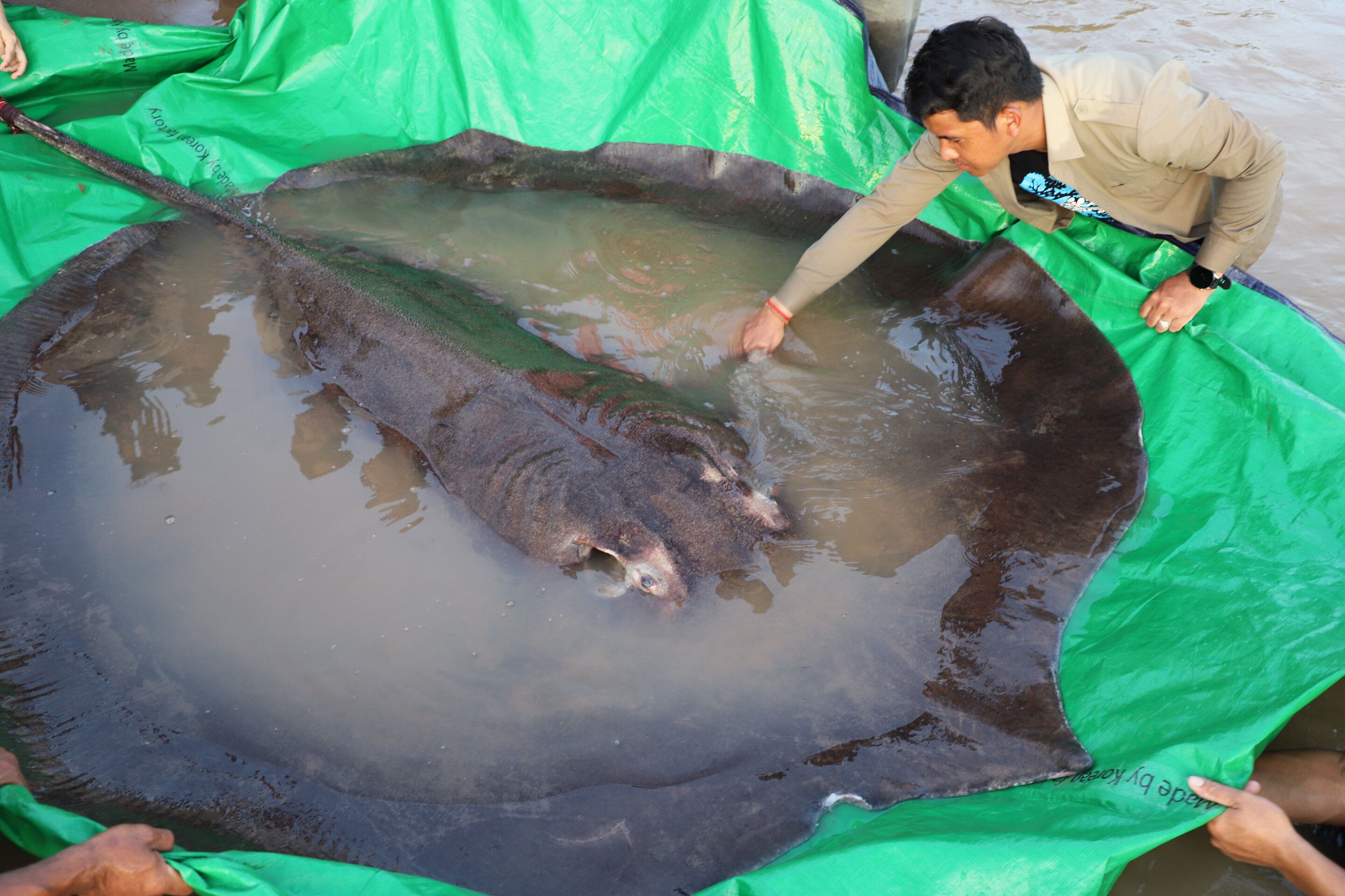 How the World’s Largest Freshwater Fish Grew to a Whopping 660 Pounds
