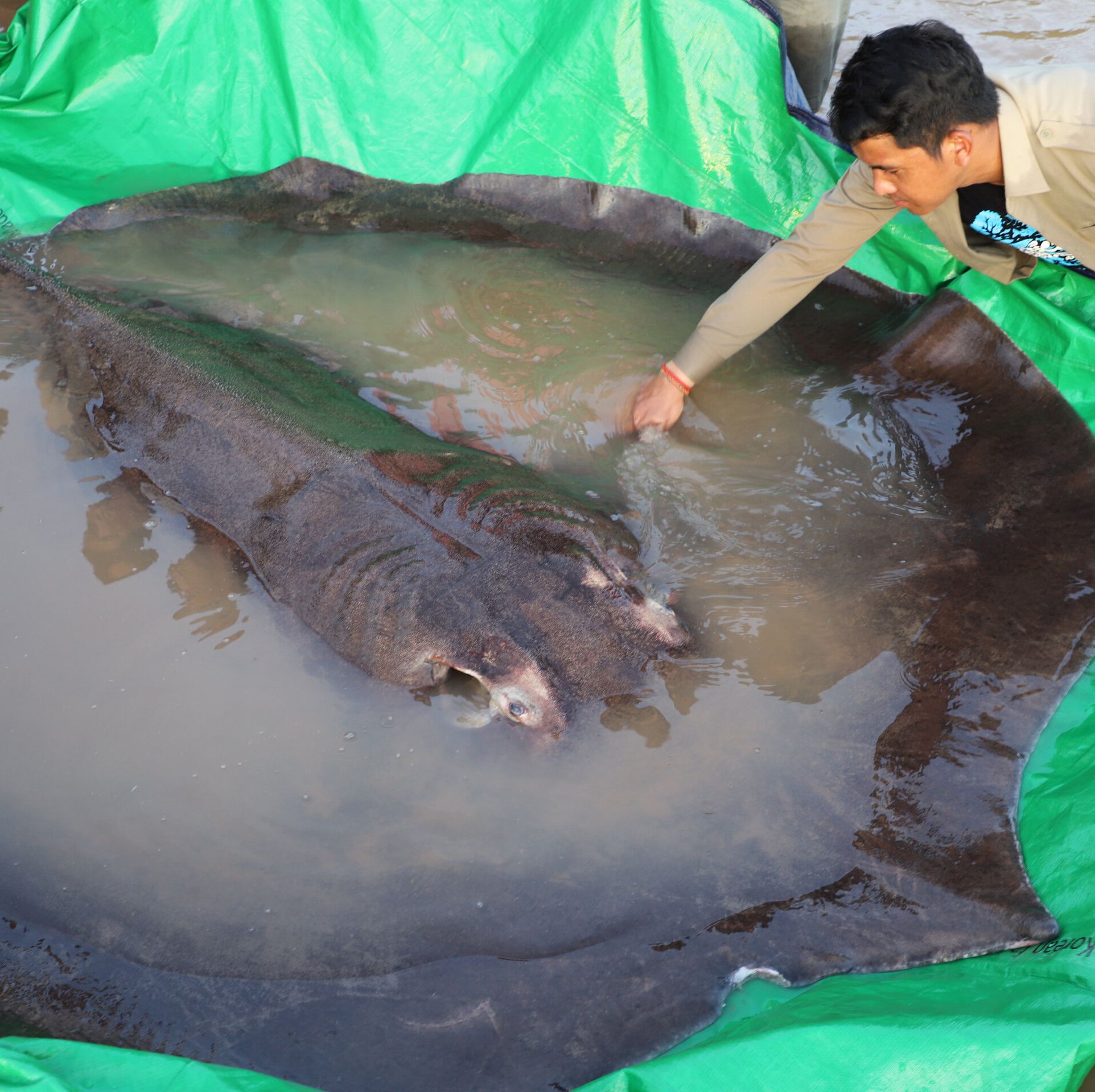 How the World's Largest Freshwater Fish Grew to a Whopping 660 Pounds