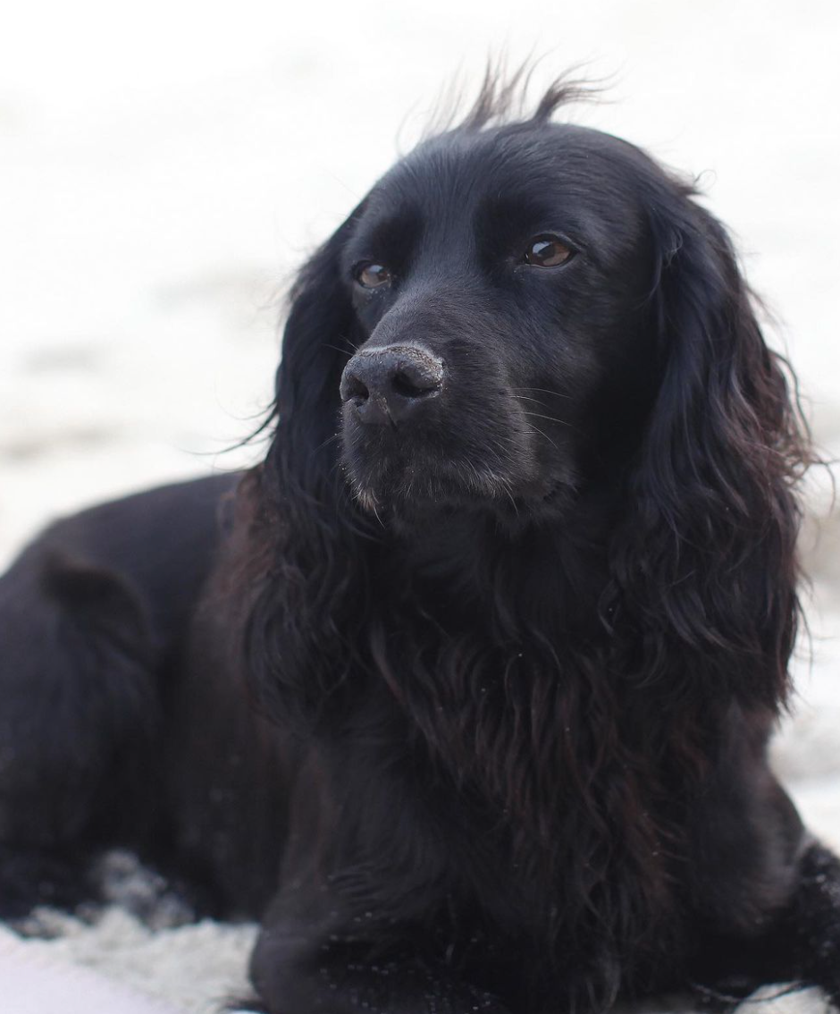 Kate Middleton and Prince William’s Dog, Lupo, Has Died at Age 9