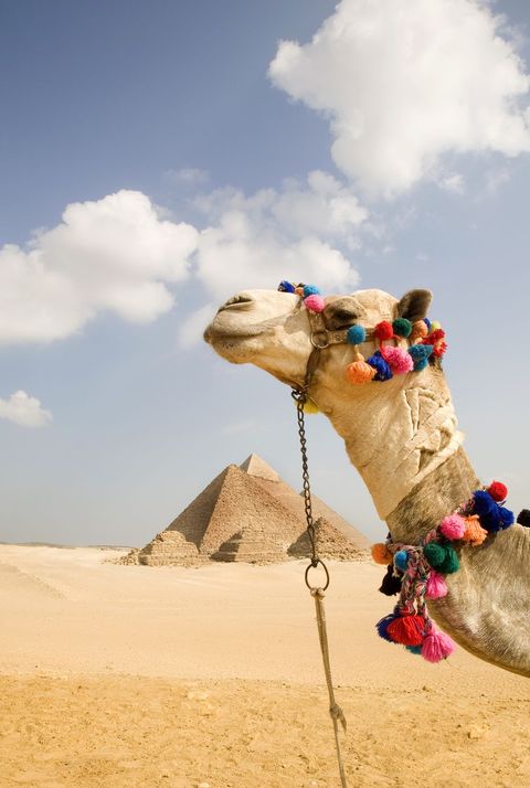 camel in desert with pyramids background