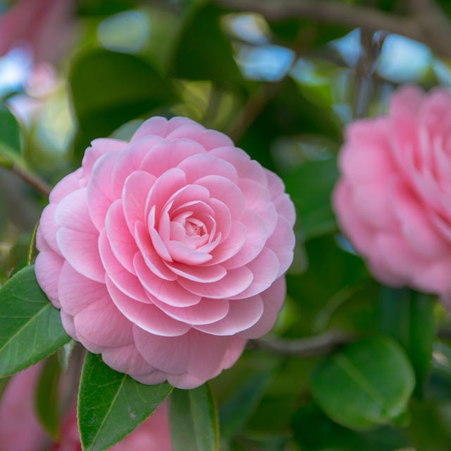 Camellia japonica