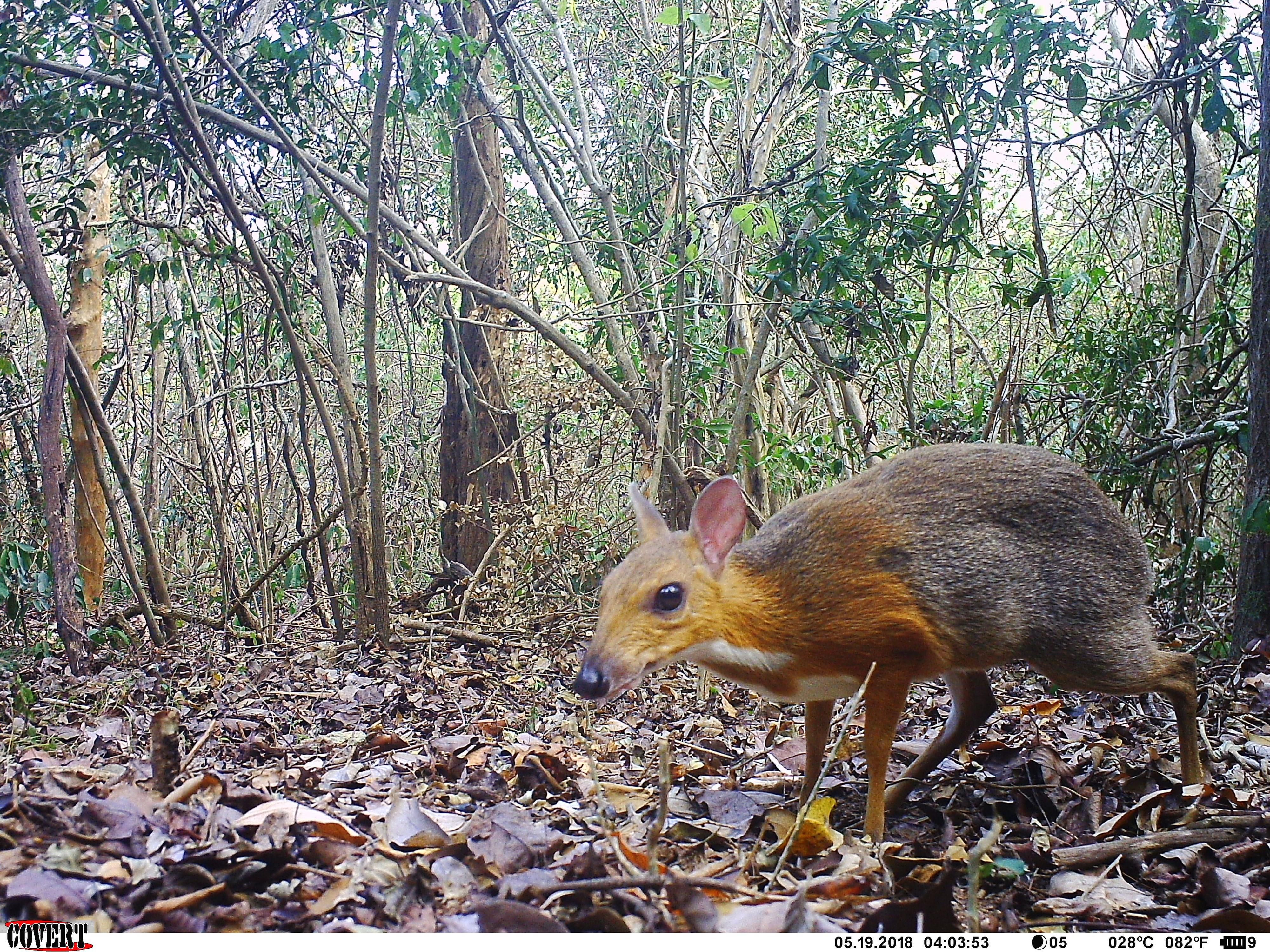 Missing For 30 Years A Rare Deer Species Is Rediscovered In Vietnam