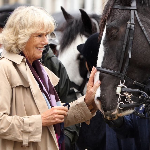 duchess of cornwall horses charity