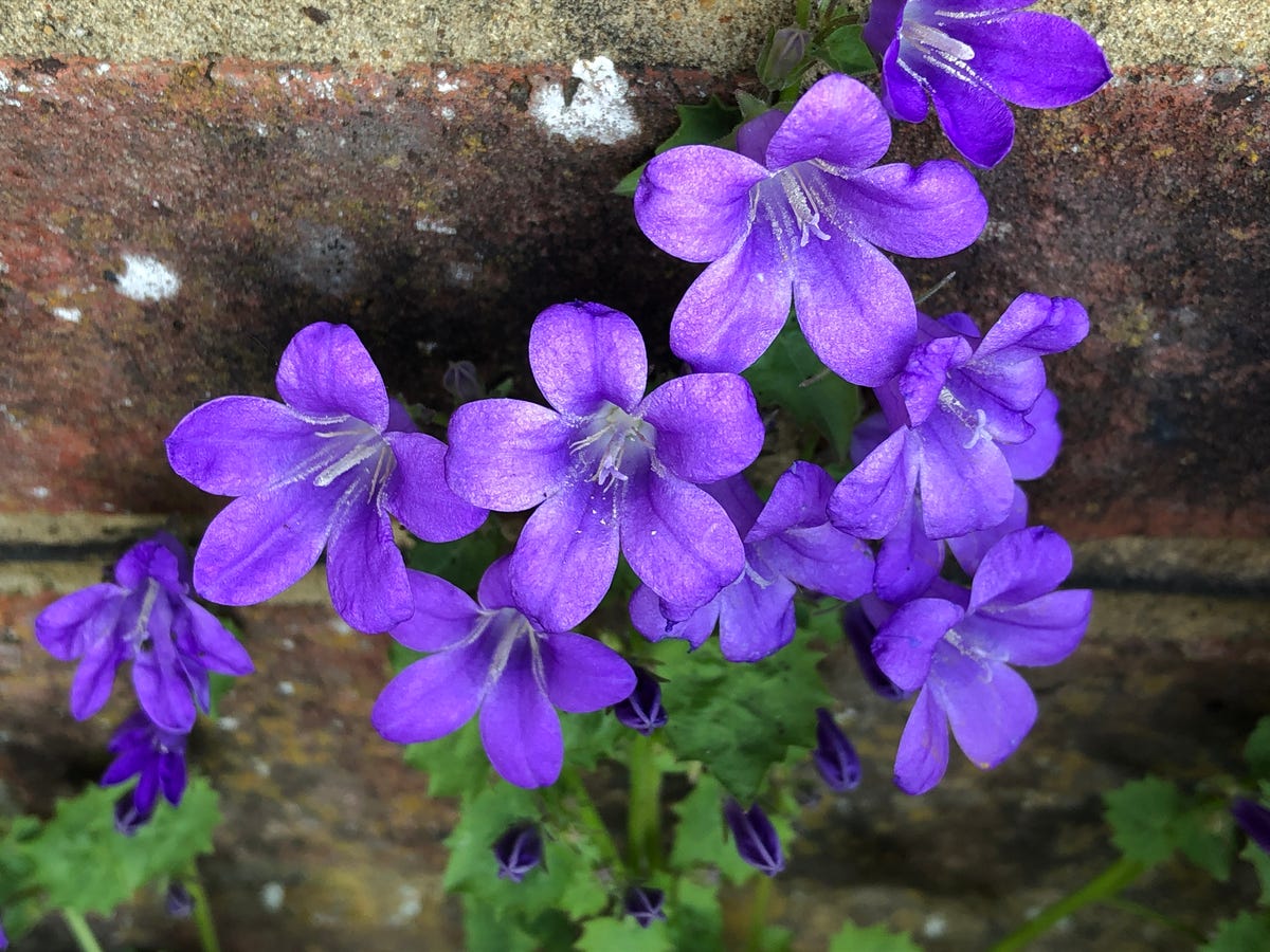 Endangered Plant Species Uk