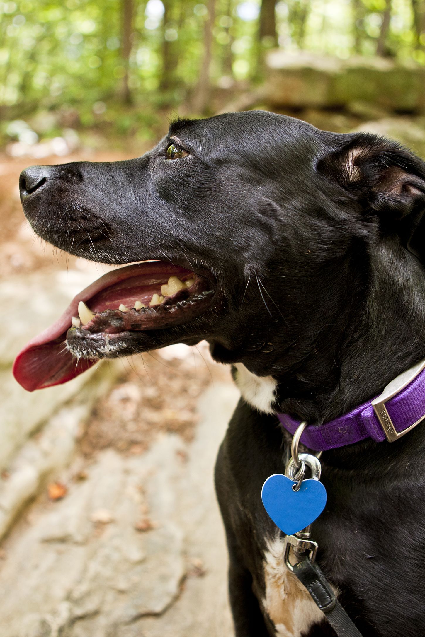 camp dog collar