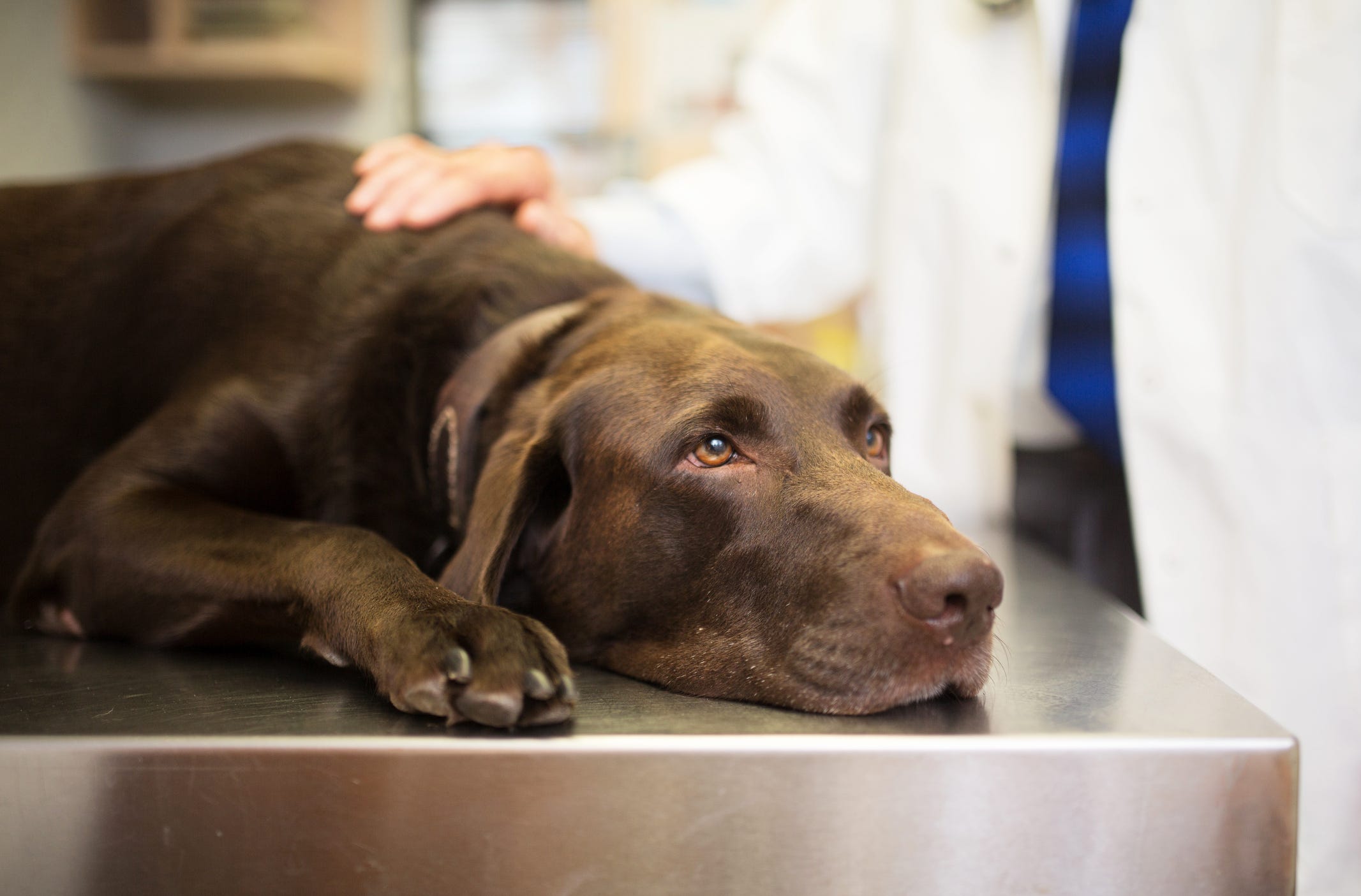 can dogs get sepsis from humans