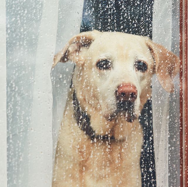sad dog waiting alone at home labrador retriever looking through window during rain