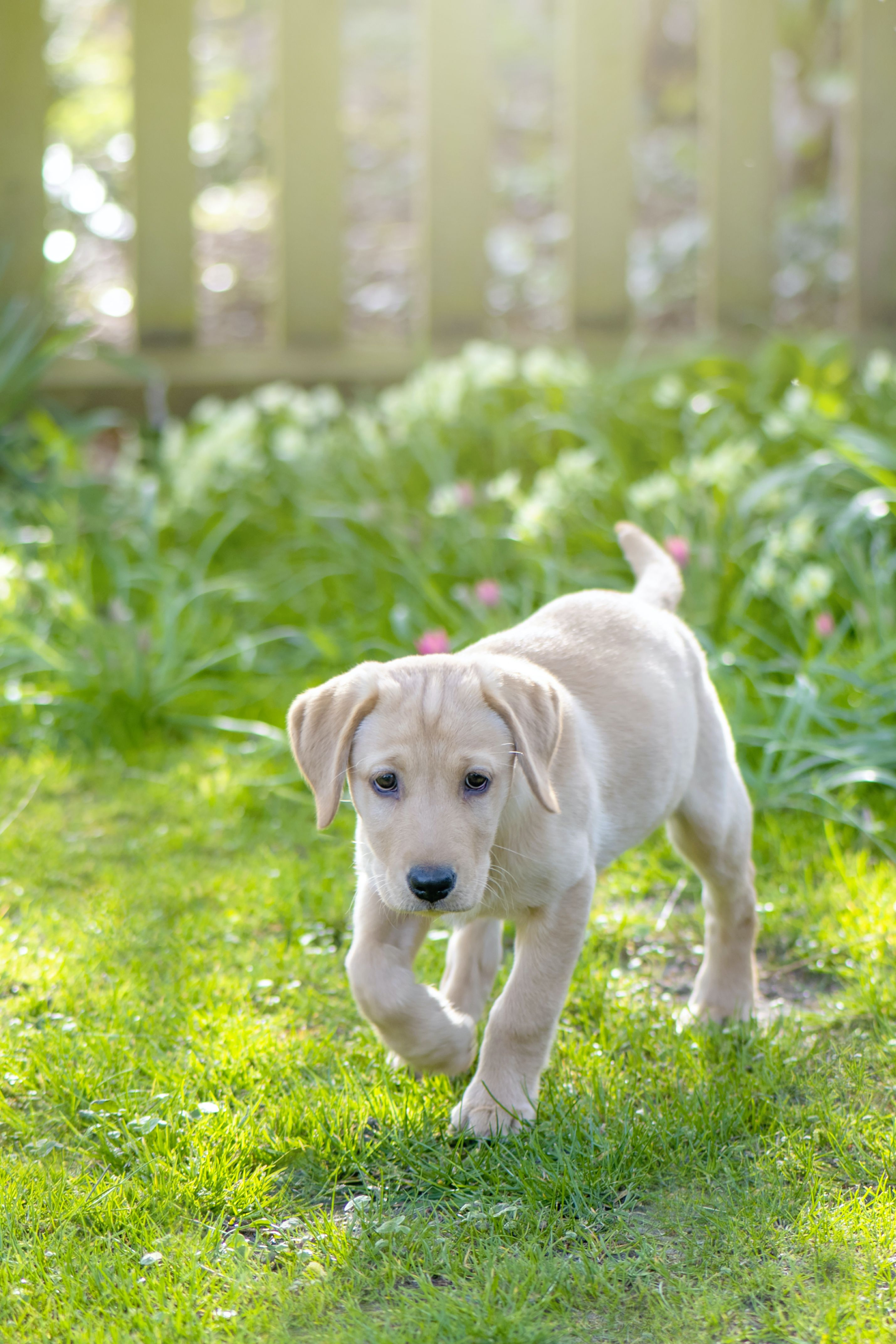 can-i-give-my-dog-paracetamol-for-joint-pain