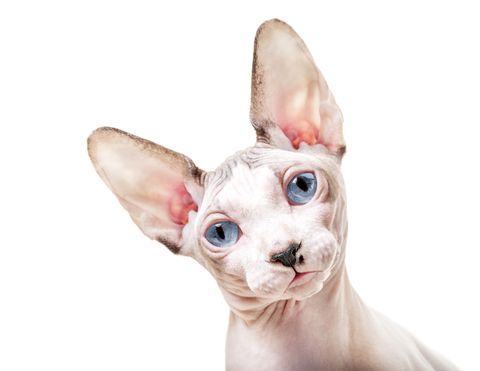 Canadian Sphynx cat with tilted head
