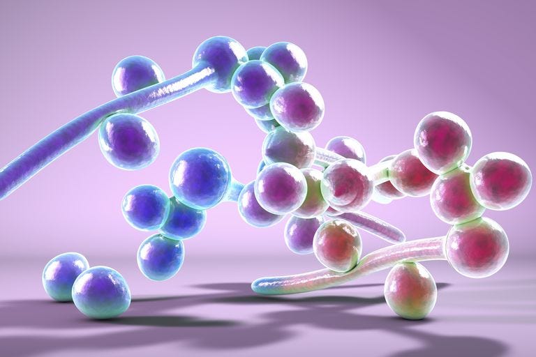 Champignons Candida albicans, illustration