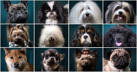 Dog, Mammal, Vertebrate, Dog breed, Canidae, Löwchen, Tibetan terrier, Havanese, Companion dog, Carnivore, 