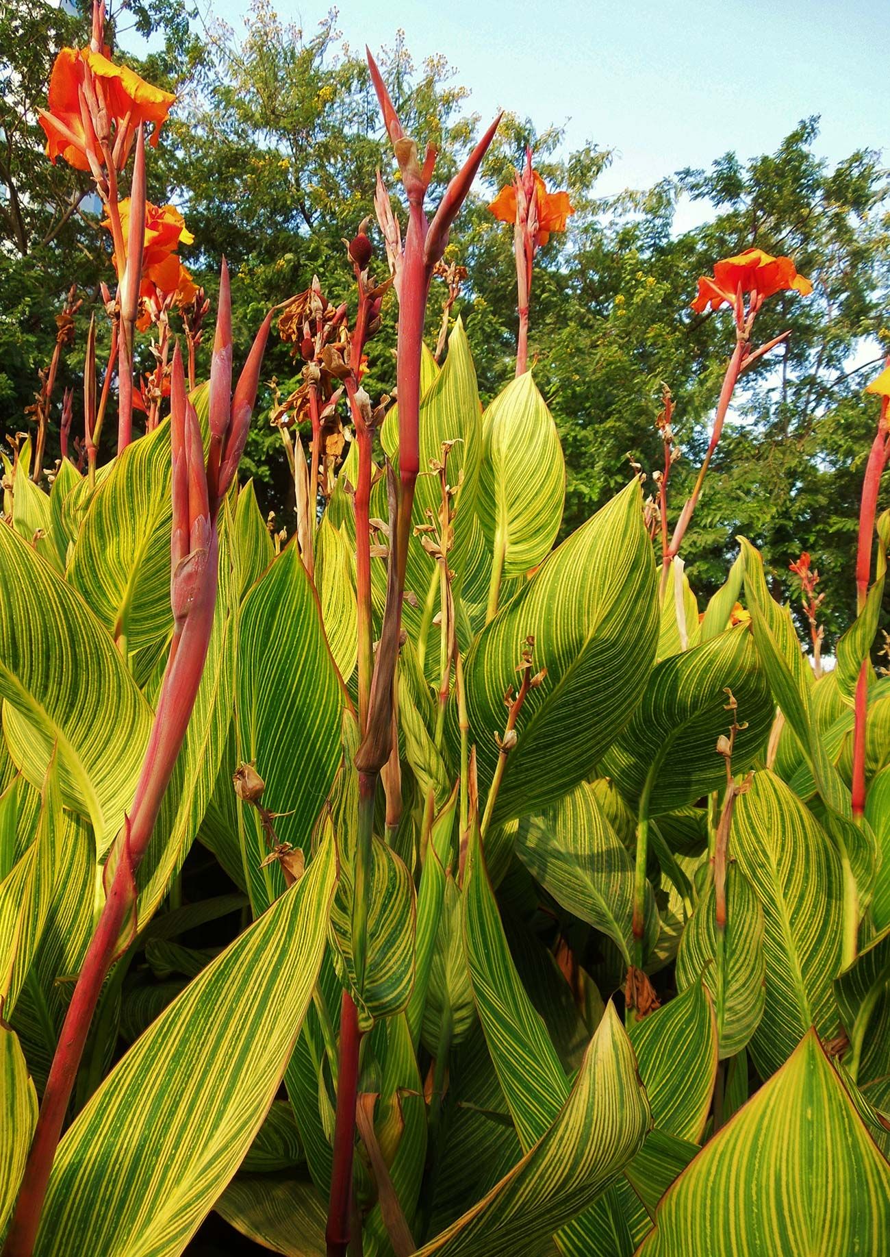 Himno Influencia Rebajar Las 30 plantas más resistentes al sol para tu jardín