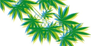 Weed. Vegetable silhouette. Branch of cannabis. Vector. Weed. Vegetable silhouette. Branch of cannabis. Vector.
