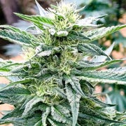 cannabis companies seek mellower blends