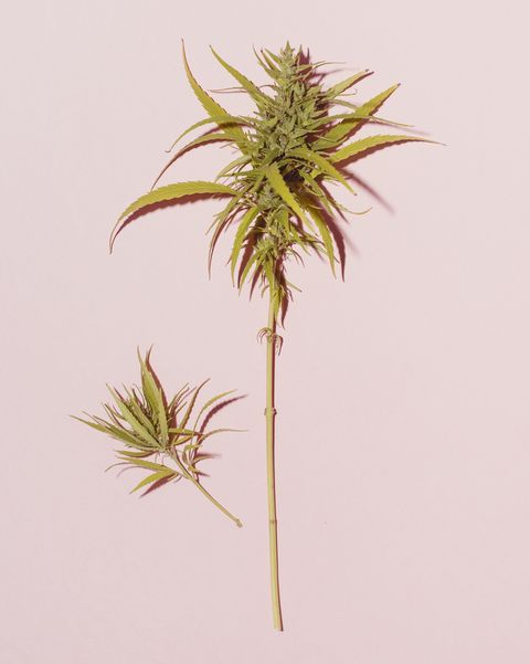 cannabis leaf on pink background, copy space