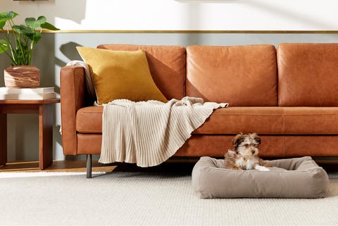 canvas bolster dog bed