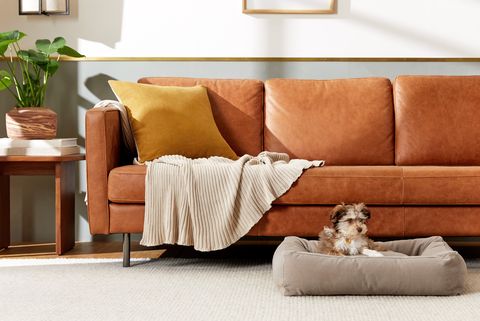 canvas bolster dog bed