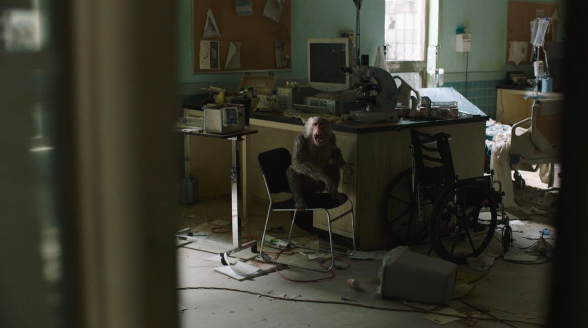 Where do the monkeys in ‘The Last of Us’ come from?