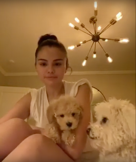Selena Gomez Introduces New Dog Daisy How Selena Is Spending Quarantine Selena Gomez Introduces New Dog Daisy How Selena Is Spending Quarantine
