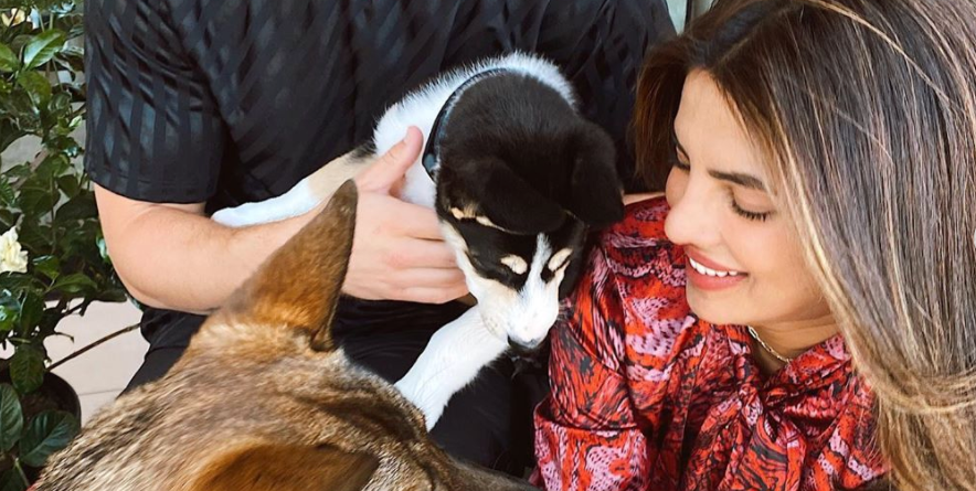 Priyanka Chopra and Nick Jonas Just Expanded Their Family With New Rescue Dog Panda