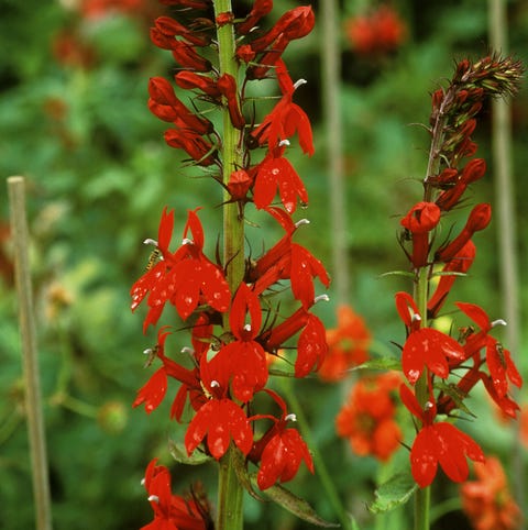 Estas son las plantas más atractivas para los colibríes Estas son las plantas más atractivas para los colibríes
