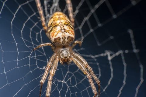 Cardinal Spider, Scientific name Tegenaria Parietina sitting on its web, web in focus shot from the side