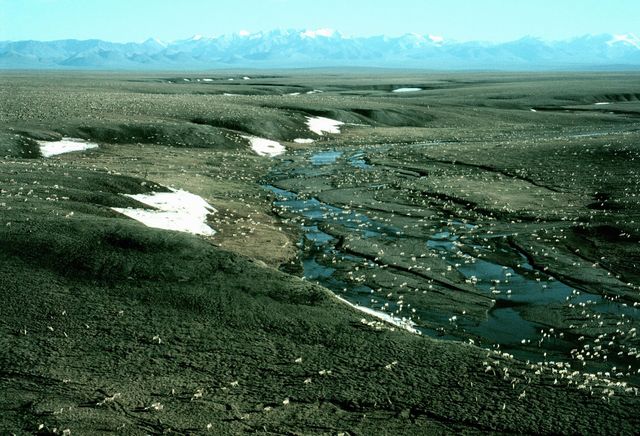 392886 04 this undated photo shows caribou in the arctic national wildlife refuge in alaska the bush administration''s controversial plan to open the refuge to oil drilling was approved by the house of representatives on august 2, 2001, but it faces a tough battle in the democrat controlled senate photo by us fish and wildlife servicegetty images