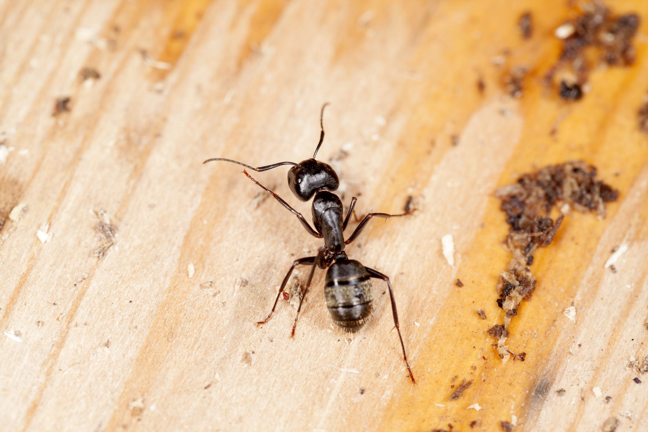carpenter ants behind kitchen cabinet in wall