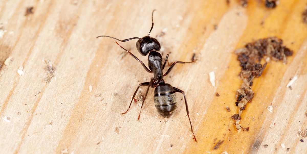 How To Get Rid Of Carpenter Ants For