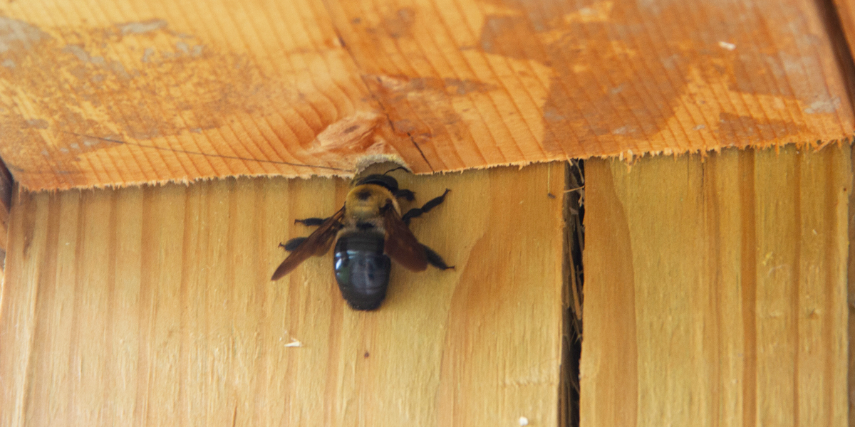 How To Get Rid Of Bees Around House How To Get Rid Of
